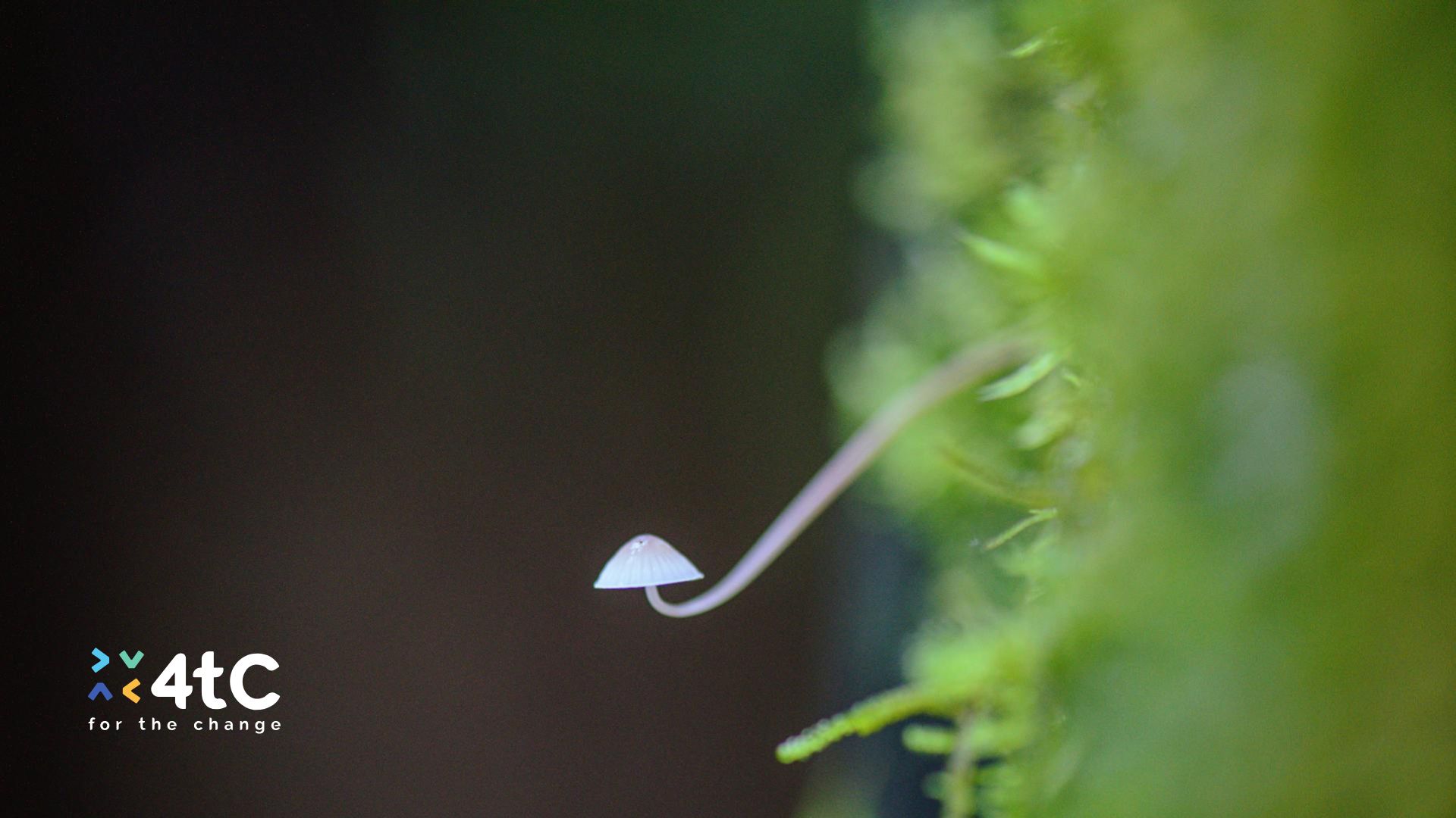 Delicate White Mushroom Growing in Moss